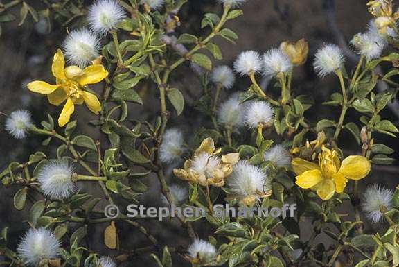 larrea tridentata 1 graphic